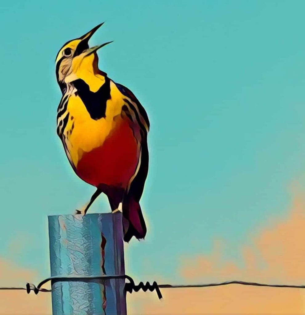 Image of meadowlark singing on a fence post representing Meadowlark Consulting